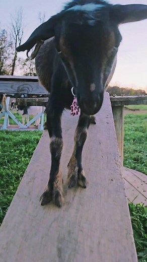 Took a timeout from work to hang with my goats! #steinmetzfamilyfarm #GoatLife #goat #timeout #hangout