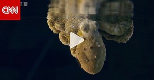 شاهد.. أخطبوط يتغيّر لونه بسرعة أثناء نومه