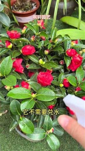 Mastering the First Step in Camellia Cultivation - A Beginner's Guide