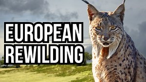 The Wild Is Returning - 5 European Rewilding Projects You Need To See
