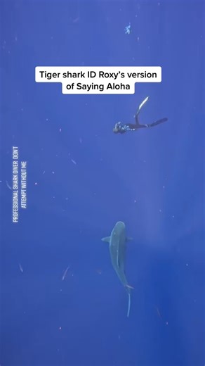 One of the best tiger shark dives at @oneoceandiving this fall. Th... - | Ocean Ramsey