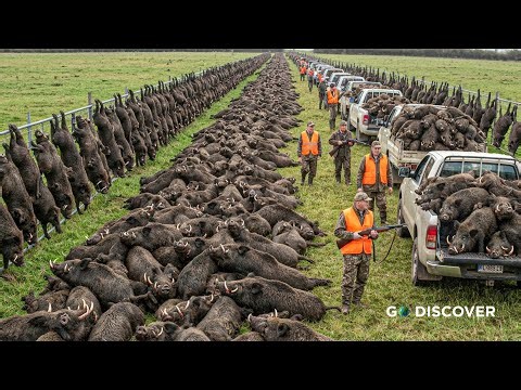 Texas Wild Hog Invasion – How America’s Farmers Turn a $2.5B Disaster Into Profit