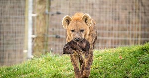 Adorable pictures of spotted hyena cubs at Yorkshire Wildlife Park