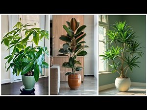 Discover The Best Low Maintenance Trees For Indoor Spaces