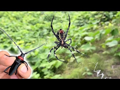 If you throw an insect into a huge spider web ...