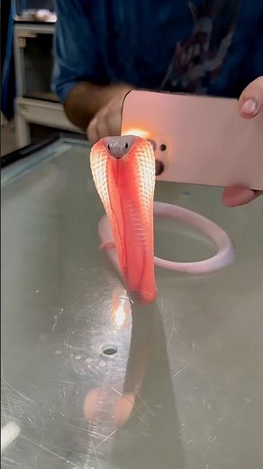 The world's rarest snake! #facts #animalfacts #wildlife