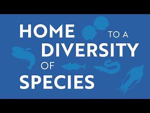 Superfoods Peru - Fish (animation)