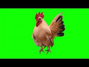 4K Chicken Green Screen