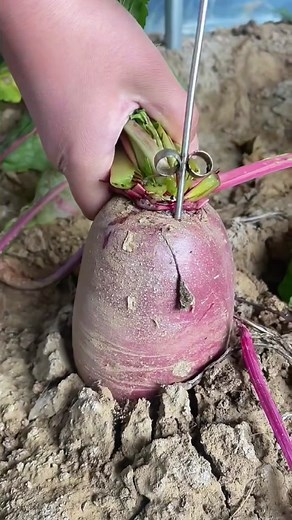 Freshly Harvested Beetroot Extraction in Garden
