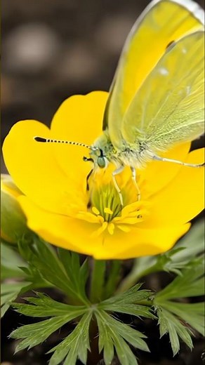 Arctic Poppy Life Cycle | Ultra-Realistic Scientific Time-Lapse (Papaver radicatum) #flowers