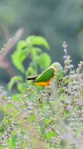 24K views · 936 reactions | Senegal Parrot Poicephalus senegalus Western, Gambia  | North Africa Parrot Services | Facebook