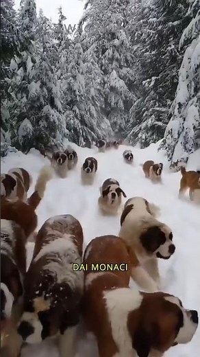 SAINT BERNARD - THE ICONIC DOG BETWEEN ITALY AND SWITZERLAND