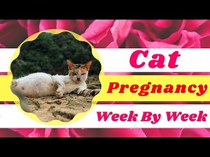 Cat Pregnancy : week by week cat pregnancy timeline with pictures ! Cat health tips 2021