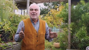 Comment traiter de façon naturelle les maladies et insectes sur les plantes ? (Vidéo)