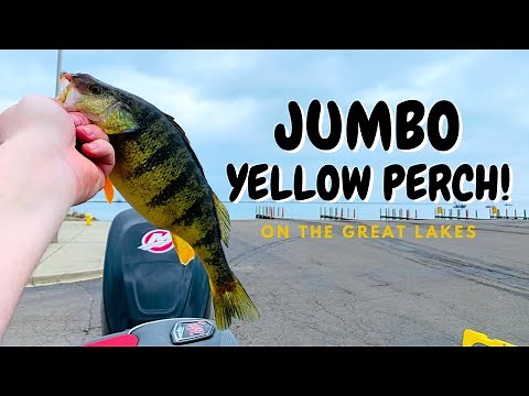 Spring Jumbo Yellow Perch Fishing on the Great Lakes