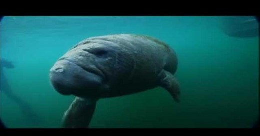 Wild Florida:Florida's Gentle Giants