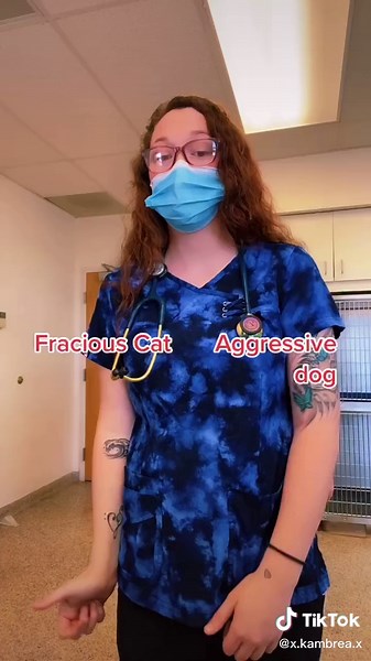 Veterinary Assistant vs Veterinary Technician: Key Differences Explained