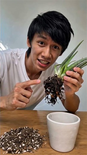 How to Save an Aloe Vera with Root Rot (Step-by-Step Fix) 🪴🚑