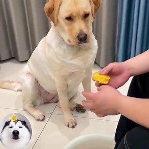 572K views · 10K reactions | Begging but have dignity 藍 #Dogs #CuteDogs #LoveDog #SmartDogs | NYC Dog Rescua | Facebook