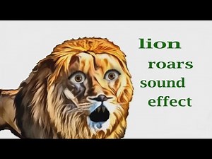 How A Lion Roaring / Sound Effect / Animation