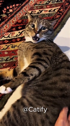 Different cat meow sounds!😹😻❤️ #catfunny #funnycatvideos #funnycatsvideos #catscatscats #catfunnyreels | Catify