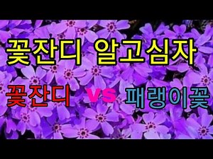 #한달을키우고나서야#꽃잔디#패랭이꽃 꽃잔디 파종 잘알아보고하셔요~시간은 소중하니까~
