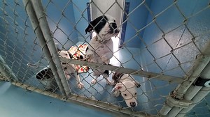 Denison Animal Welfare Group on Reels | Facebook