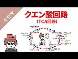 【生化学】クエン酸回路をくわしく解説