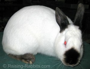 Californian rabbit - Alchetron, The Free Social Encyclopedia
