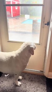 There are two differnt types of Labs! #petlove # #furbaby #blowthisup | Buster's World