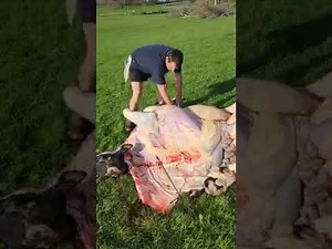 How to Skin a Beef Cow and Remove the Hide