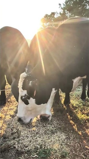 Big Angus Cows #cow #farming #bull #animals