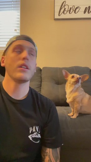 Trust fall 😂 #dog #trustfall #stpatricksday