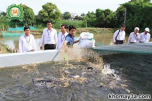 Kỹ thuật nuôi cá trê trong bể xi măng - Trọn bộ đầy đủ nhất từ A-Z