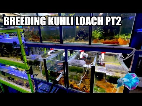 BREEDING KUHLI LOACH PT2