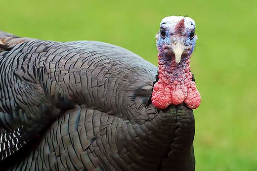 What a Turkey Actually Sees When It's Looking At You