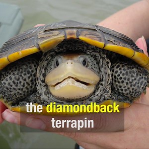 21K views · 666 reactions | Diamondback terrapins are unique in many...