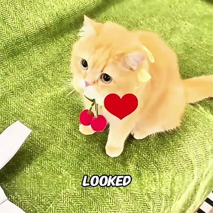 The cat actually treated the dog model as a friend! 🐱❤️🐶✨#cat #pets #funny #cute #short #shorts