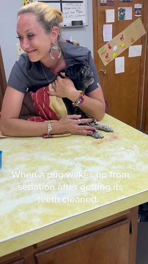 10 year old pug gets her teeth cleaned under sedation and this is what she has to say about it once she’s awake… #pug #fypシ #vettech #dentle #dramatic