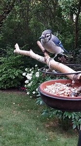 ❤️ This blue jay is so noisy today! ❤️ #birdfeeder #birdwatching #bluejays #backyardbirds | Amy Yu