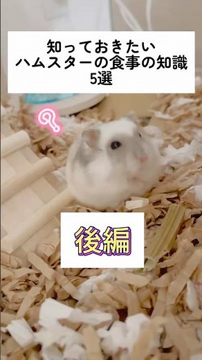 【後編】知っておきたいハムスターの食事の知識5選 #ジャンガリアンハムスター #hamster #ちくわで学ぶ雑学