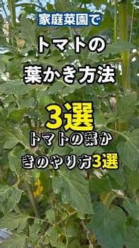 その葉かき、間違ってます！トマトの正しい葉の取り方3選 #Shorts