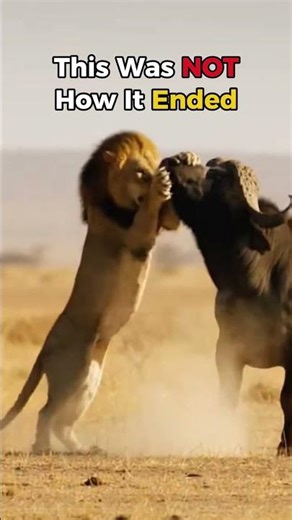 Can This Ankole-Watusi Cow Survive a Lion Attack⁉️🐂🦁