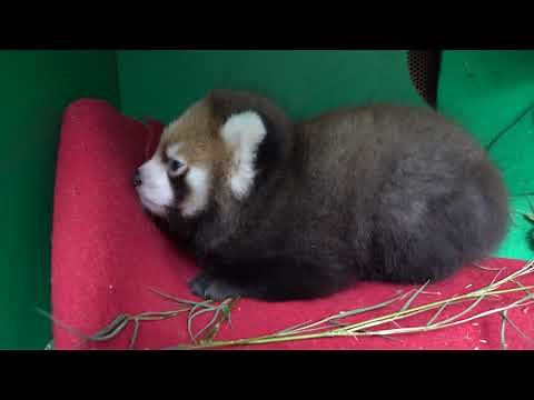 Red Panda Cub Wakes Up, Snuggles With Mom