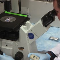 Video: Isolation and Adoptive Transfer of High Salt Treated Antigen-presenting Dendritic Cells