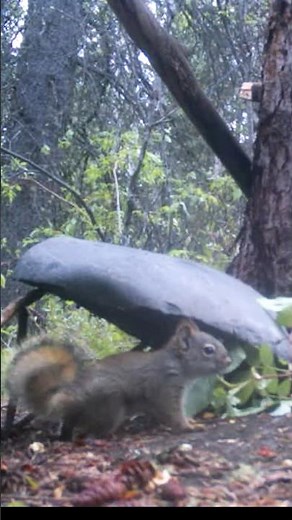 Deadfall Trap Wowza, Squirrels