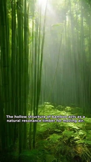 The Strange Truth About Japan's Whispering Forest