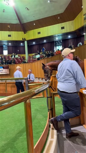 1.5K views · 52 reactions | Lot 9, a handsome colt by Sword of State is knocked down to Laming Bloodstock for $500,000 from Riverrock Farm’s draft ‍⚖️ #RTR25 #WhereWinningBegins | New Zealand Bloodstock | Facebook