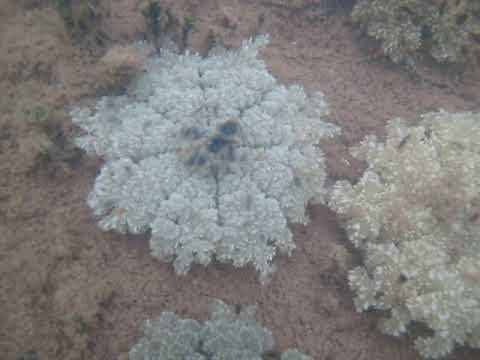Cassiopea upside-down jellyfish filmed on the bottom of the seafloor of the mangrove waters