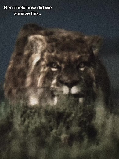 Sabertooth Cat.. #fyp #foryou #sabertooth #prehistoric #viral | sabertooth tiger